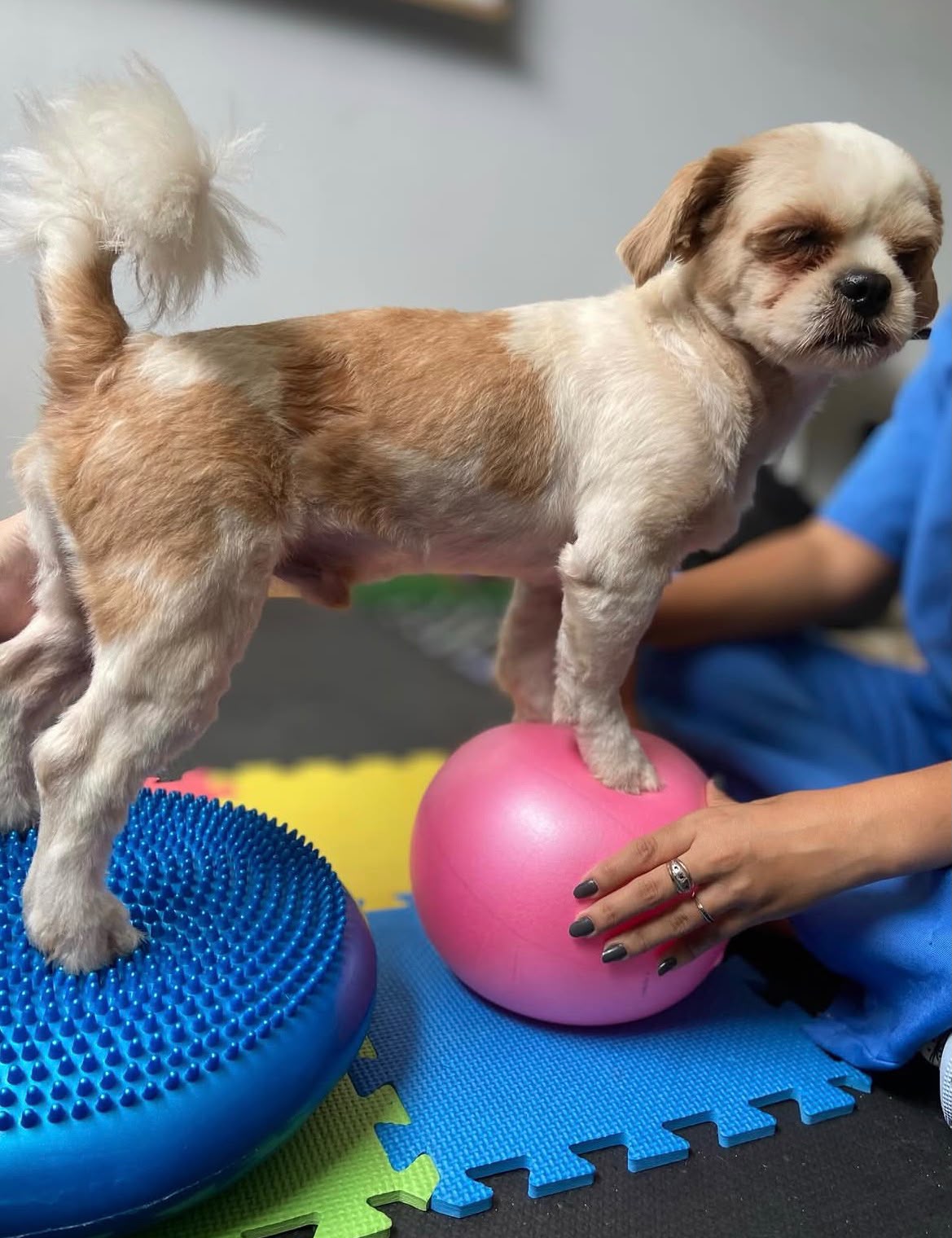 Bil, cão de pequeno porte em treino de equilíbrio sobre bola e disco proprioceptivo
