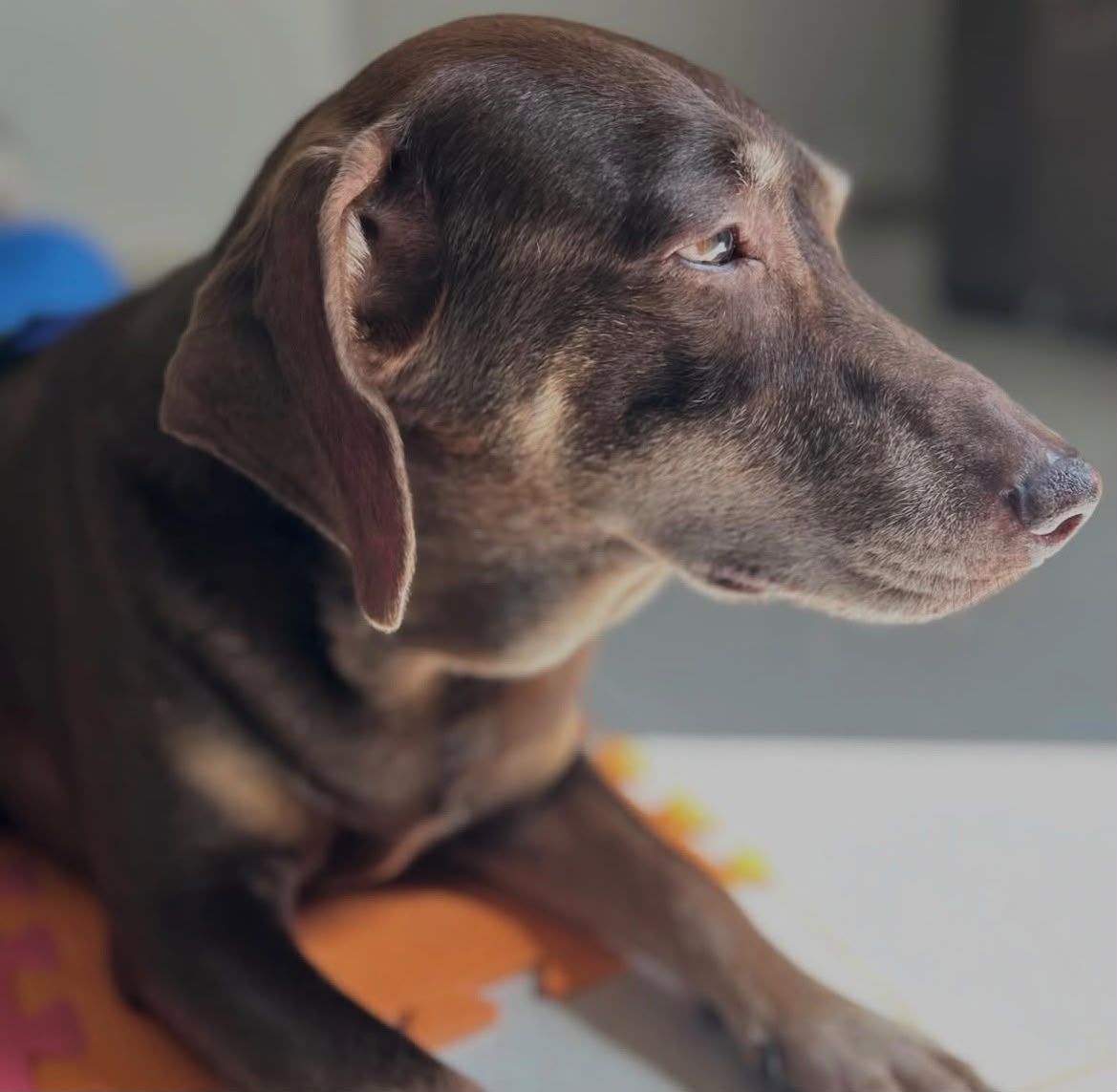 Susie, cadela idosa deitada em tapete durante atendimento de fisioterapia